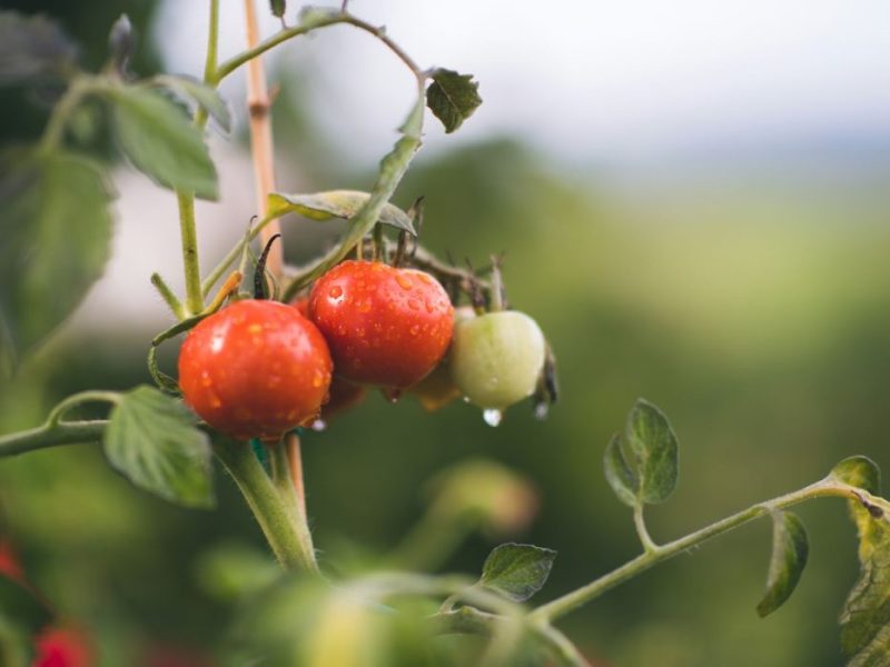 red and green round fruits