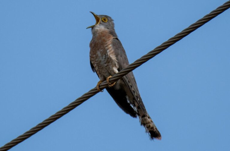 Birdwatchers have measurably sharper cognitive function than non-birders, and researchers think the reason is surprisingly simple