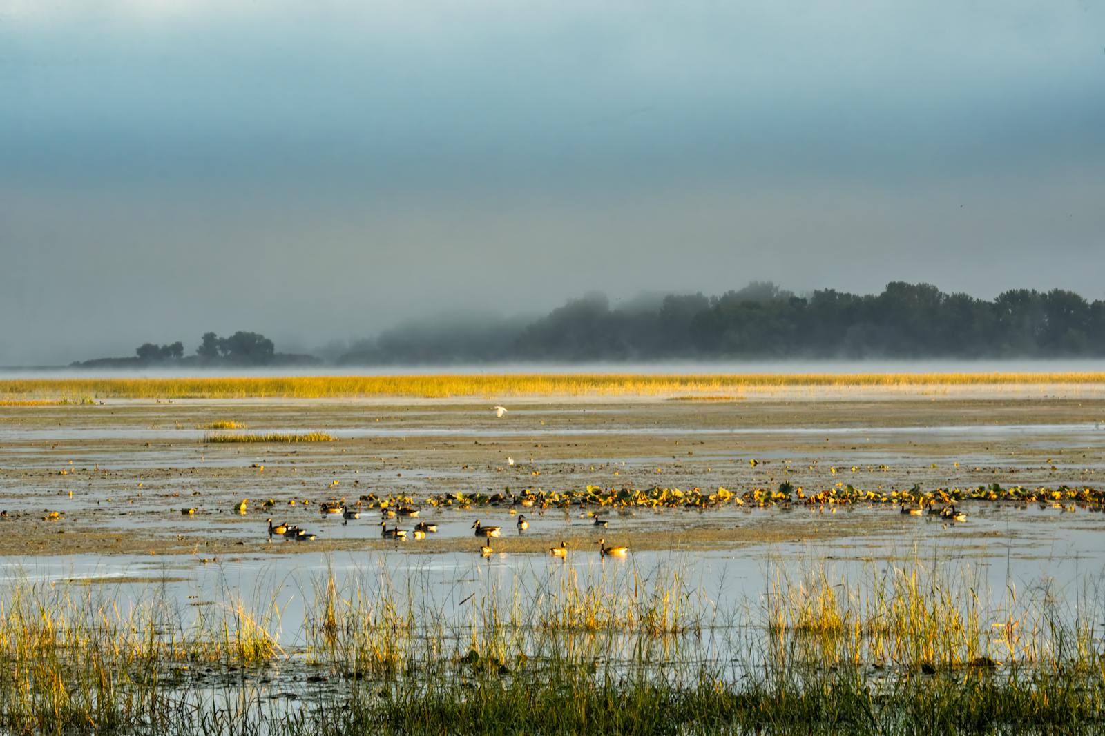 birdwatching morning wetland