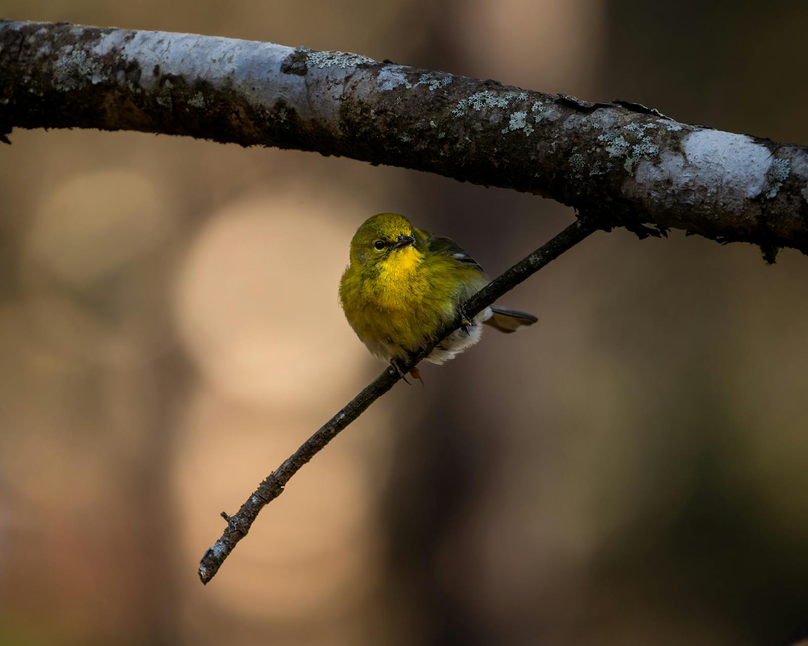 dmnews.com - Maya Torres - I started bird photography at 33 because my therapist told me to find something that required patience. Six months later my memory tests improved and my blood pressure dropped for the first time in years.