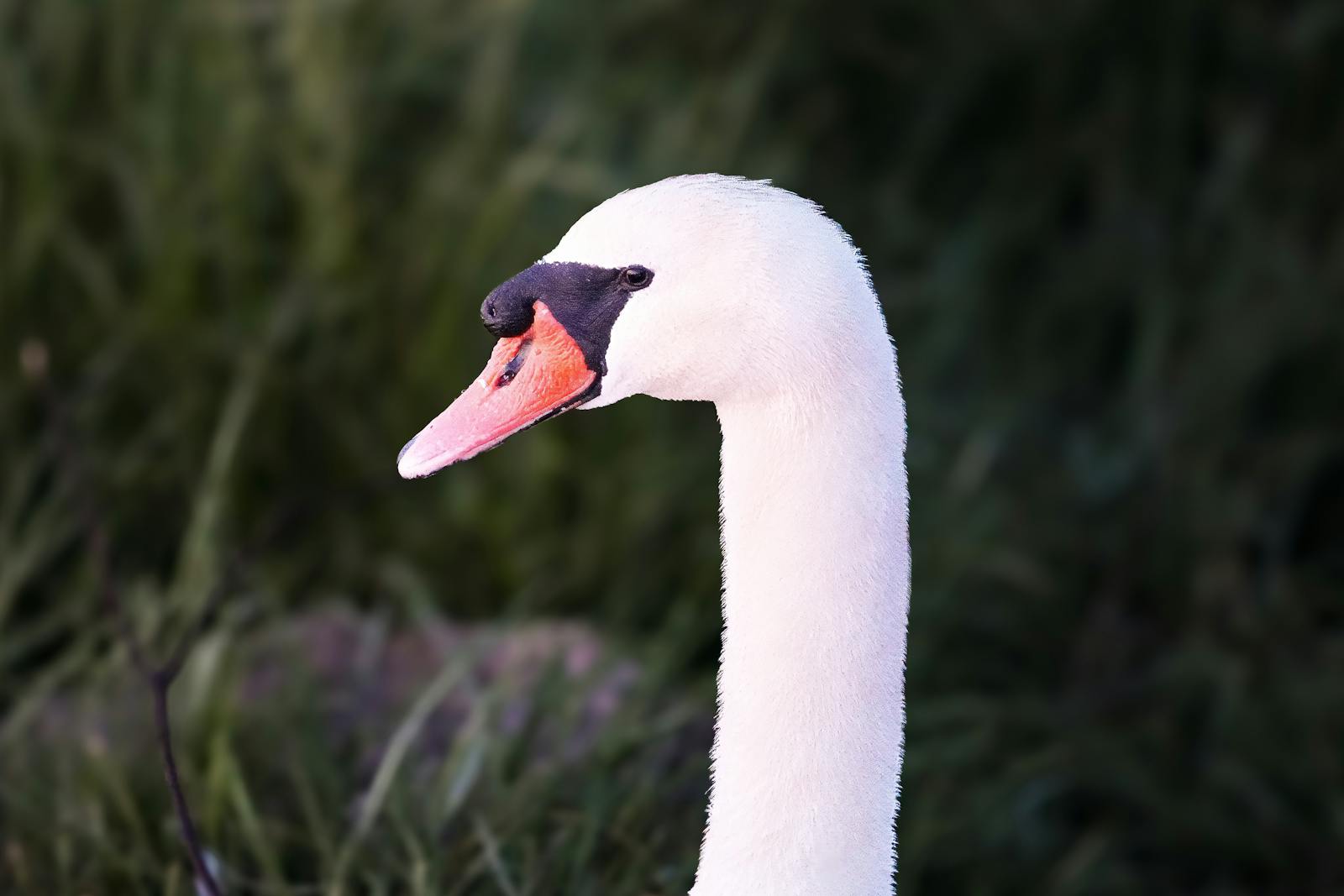 I started birdwatching at 58 because my therapist told me to find a hobby, and within six months my memory, focus, and sense of calm were measurably different