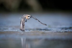 I started birdwatching because my therapist said I needed a hobby that didn't involve a screen. Six months later, my memory is sharper than it's been in a decade.