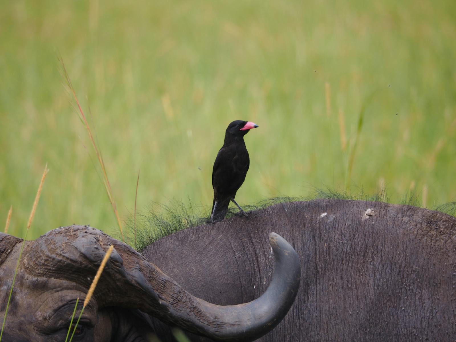 I started birdwatching because my therapist told me to go outside more. Six months later my memory, focus, and spatial awareness tested measurably better than before.