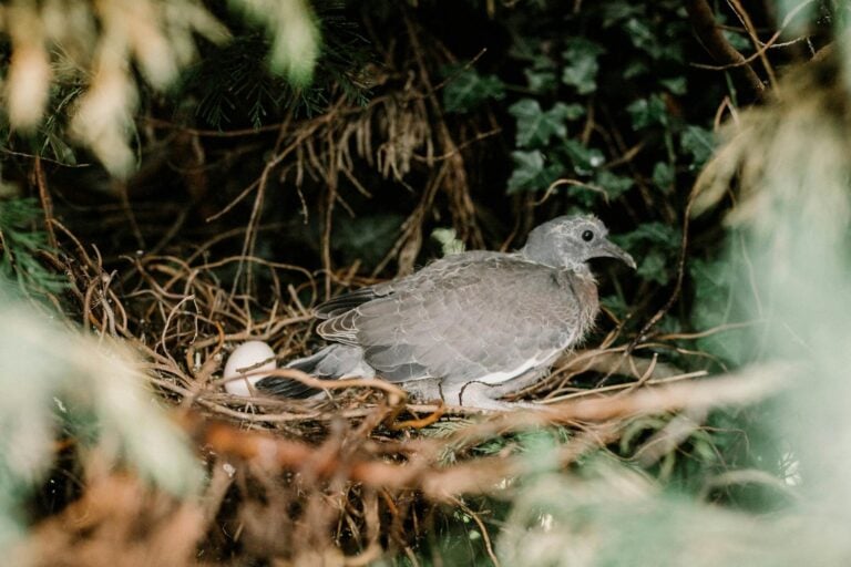 I started birdwatching to kill time after my kids left. Within a year my therapist said my cognitive scores had improved in ways she couldn't explain with medication alone.
