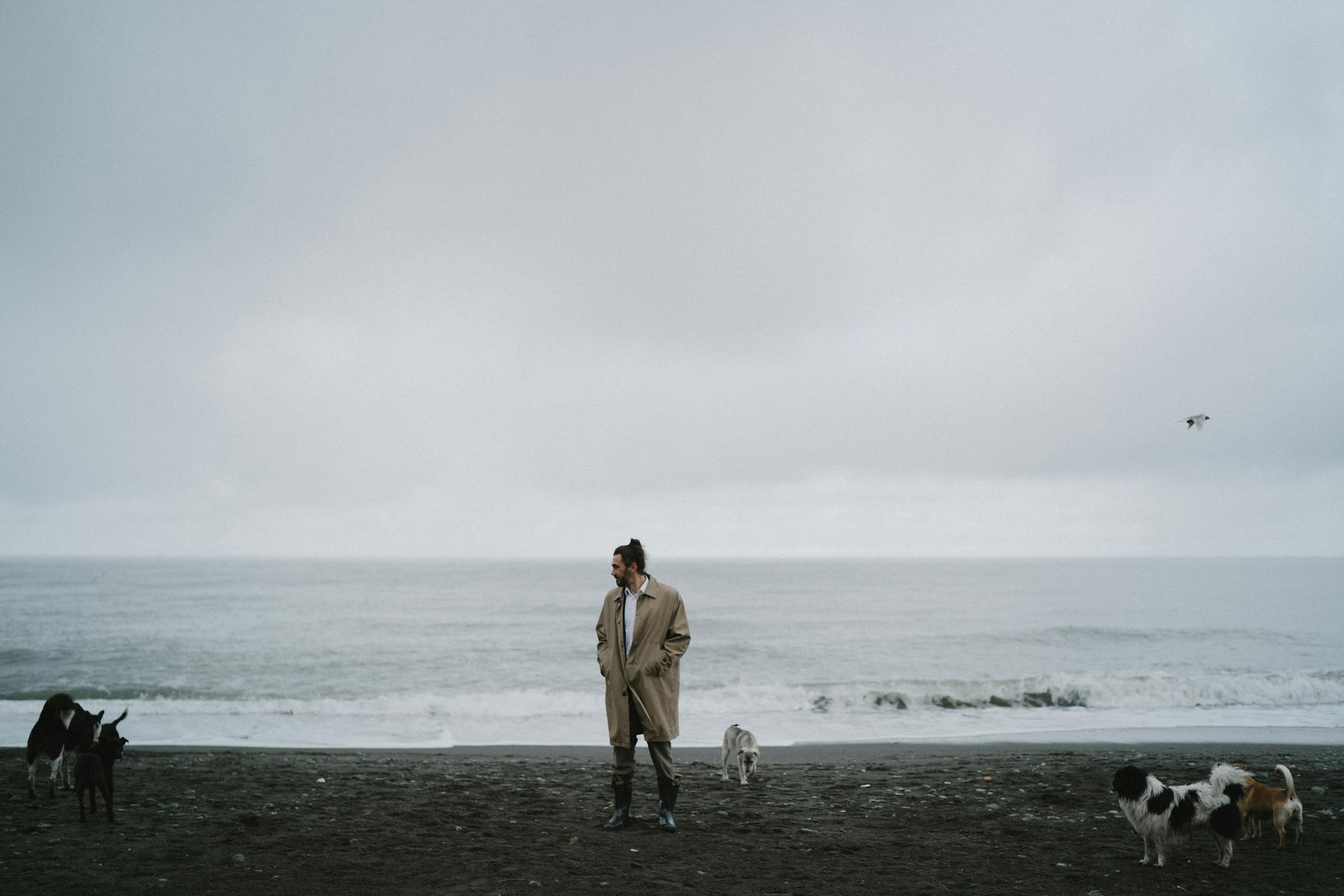 A solitary man walks on a cloudy beach with several dogs around him, conveying a moody and introspective atmosphere.