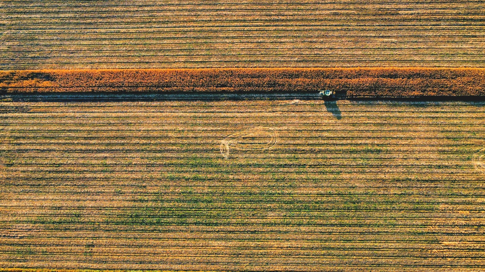 Veracruz search field
