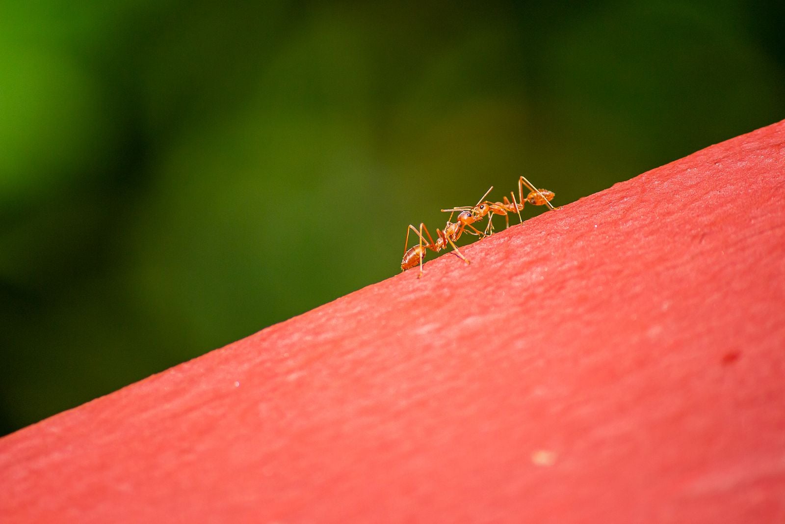 illustrative photograph of red ants moving across a surface