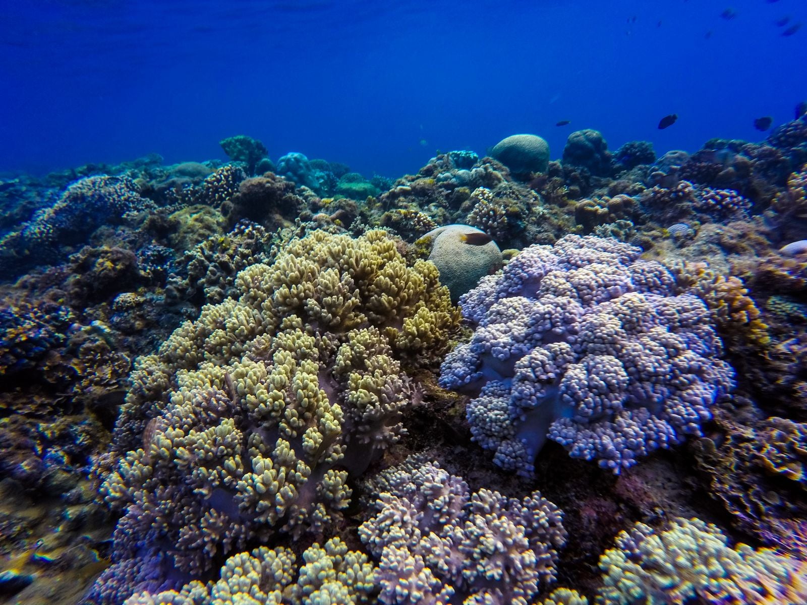 bleached coral reef