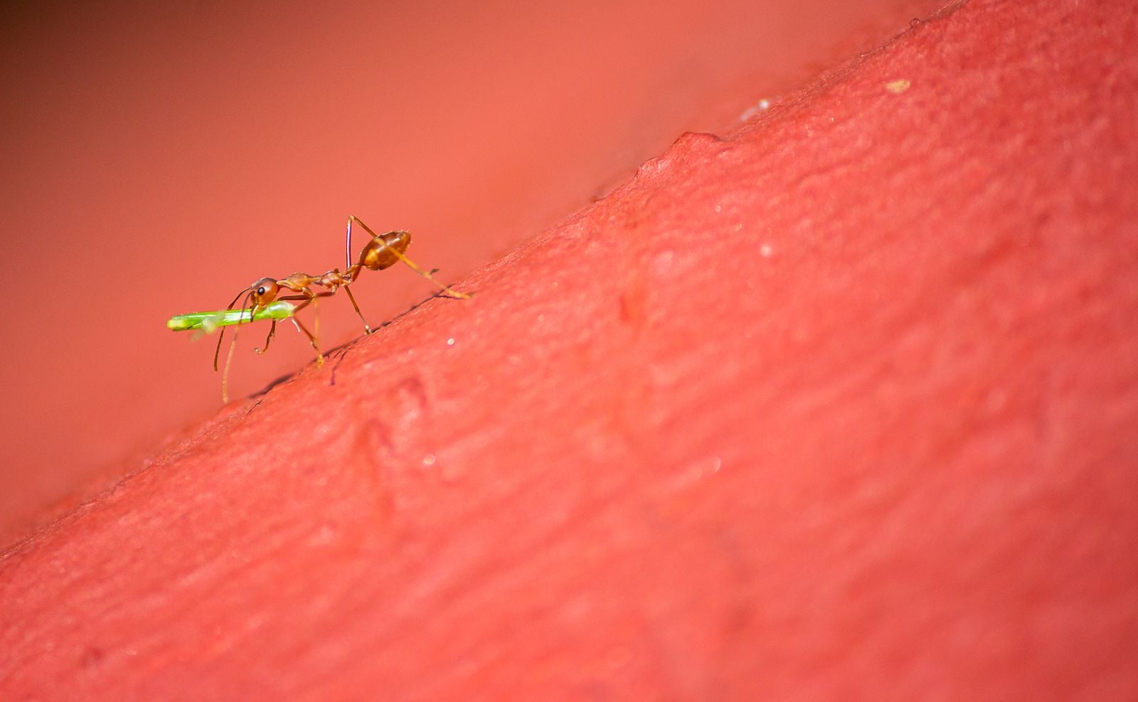 A colony of Portuguese ants was filmed carrying injured nestmates back to the nest and licking their wounds, and survival rates for the treated ants jumped from 20 percent to 90 percent