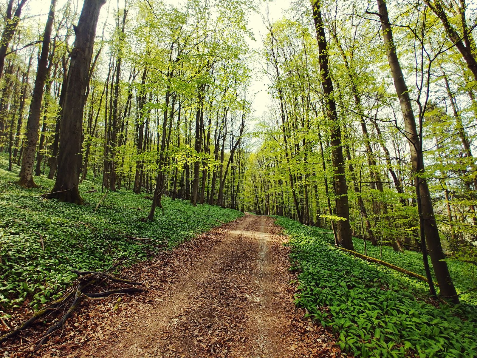 forest service road