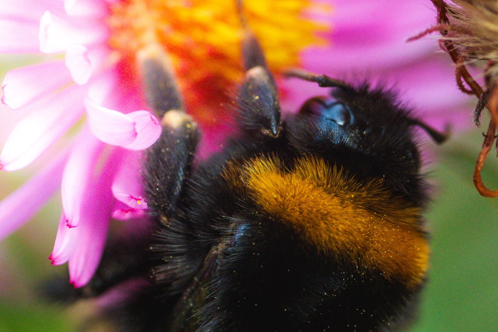 laboratory bumblebee experiment
