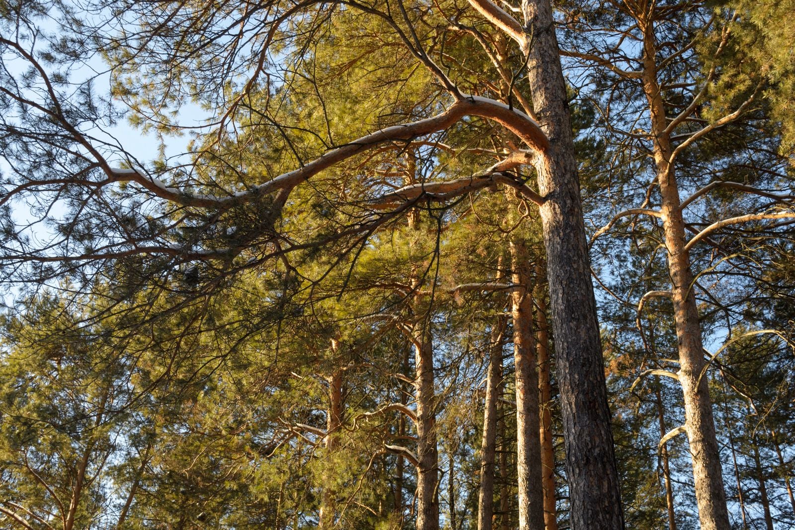 old growth forest