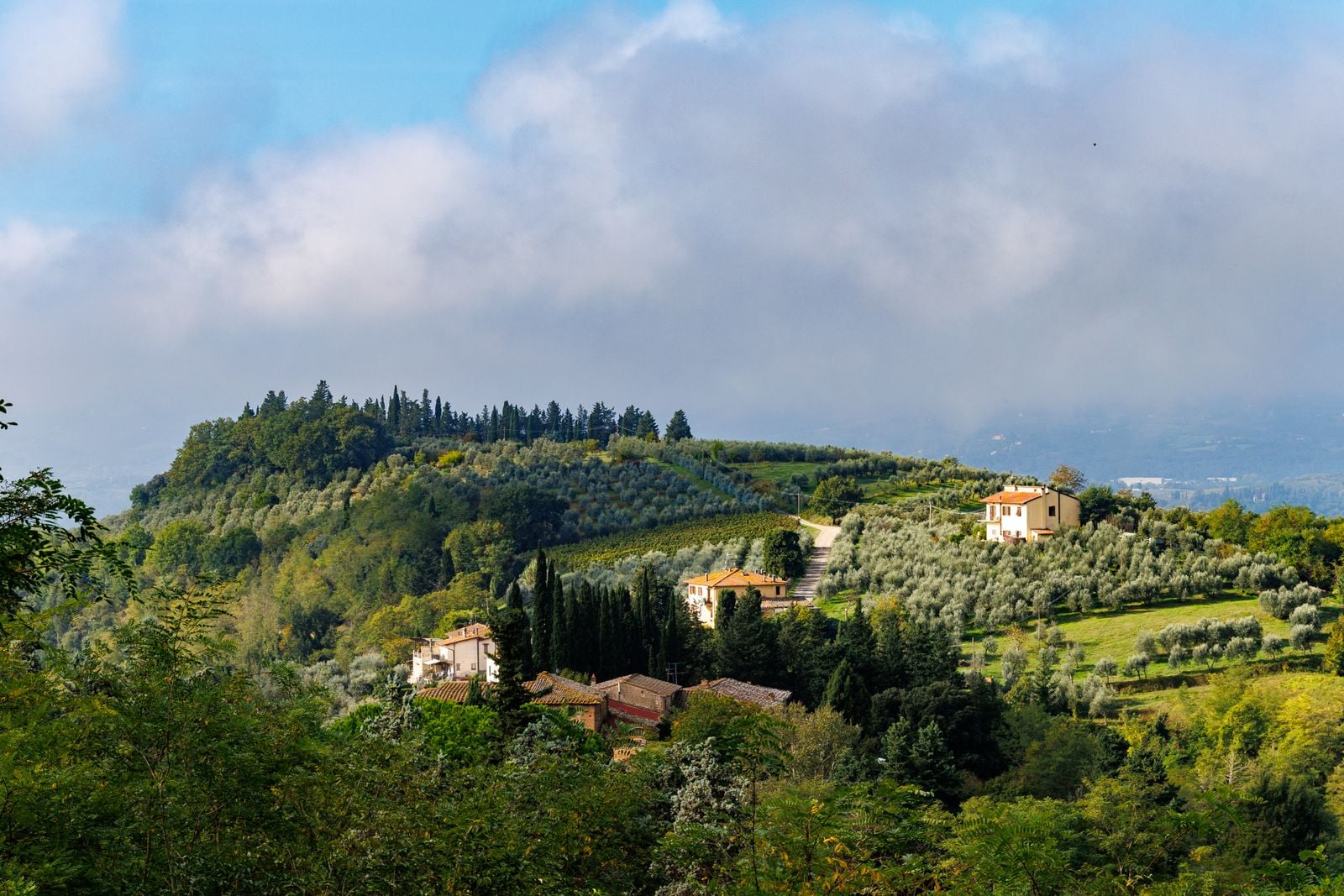 Olive trees on terraced hillside