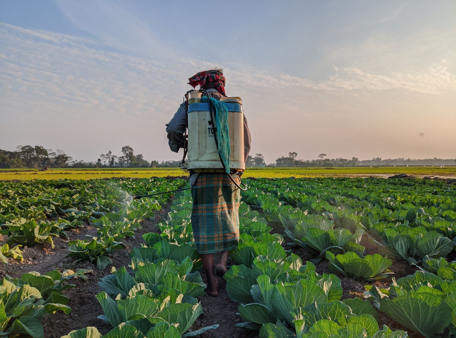 cotton farmer spraying pesticide