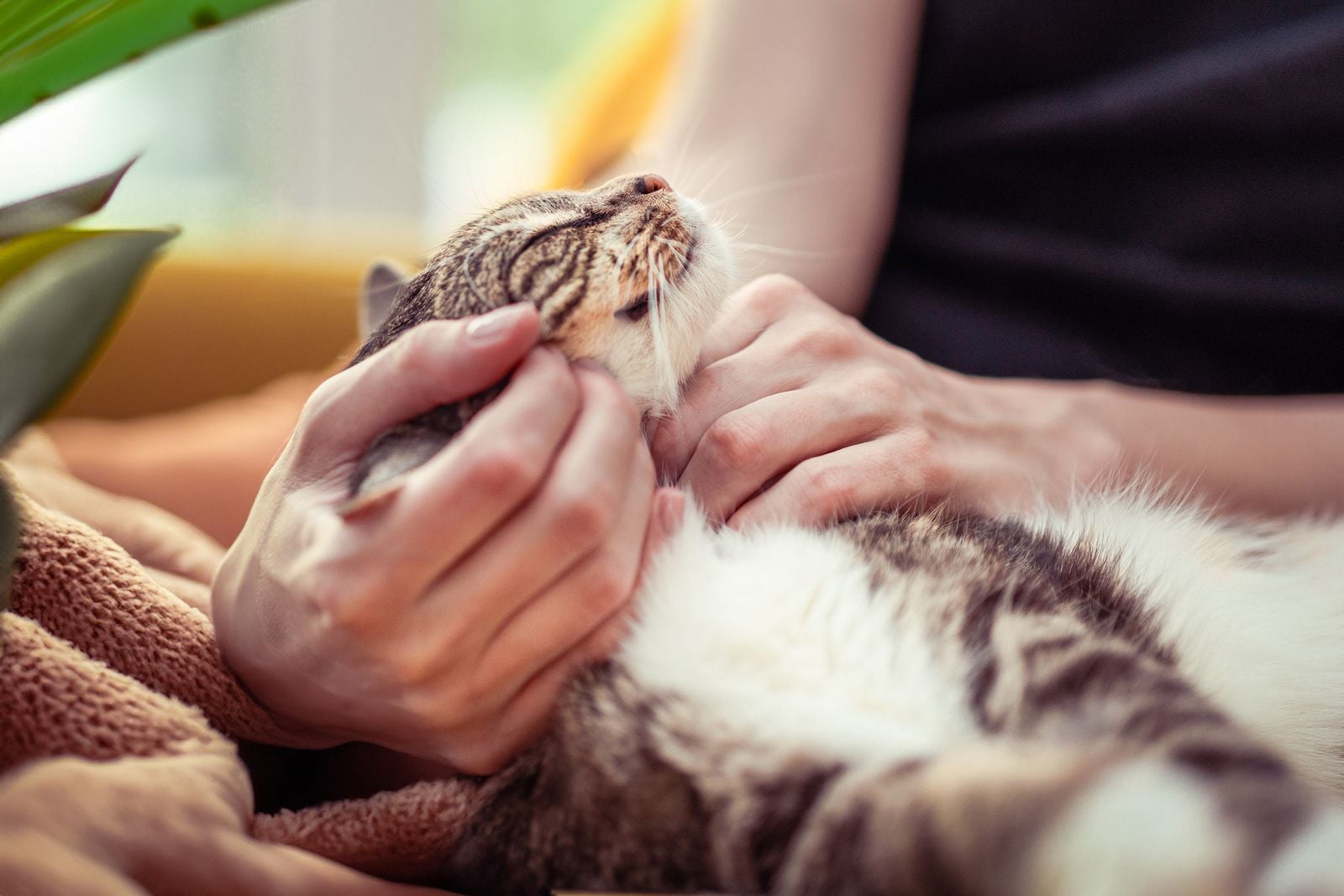 elderly man with cat