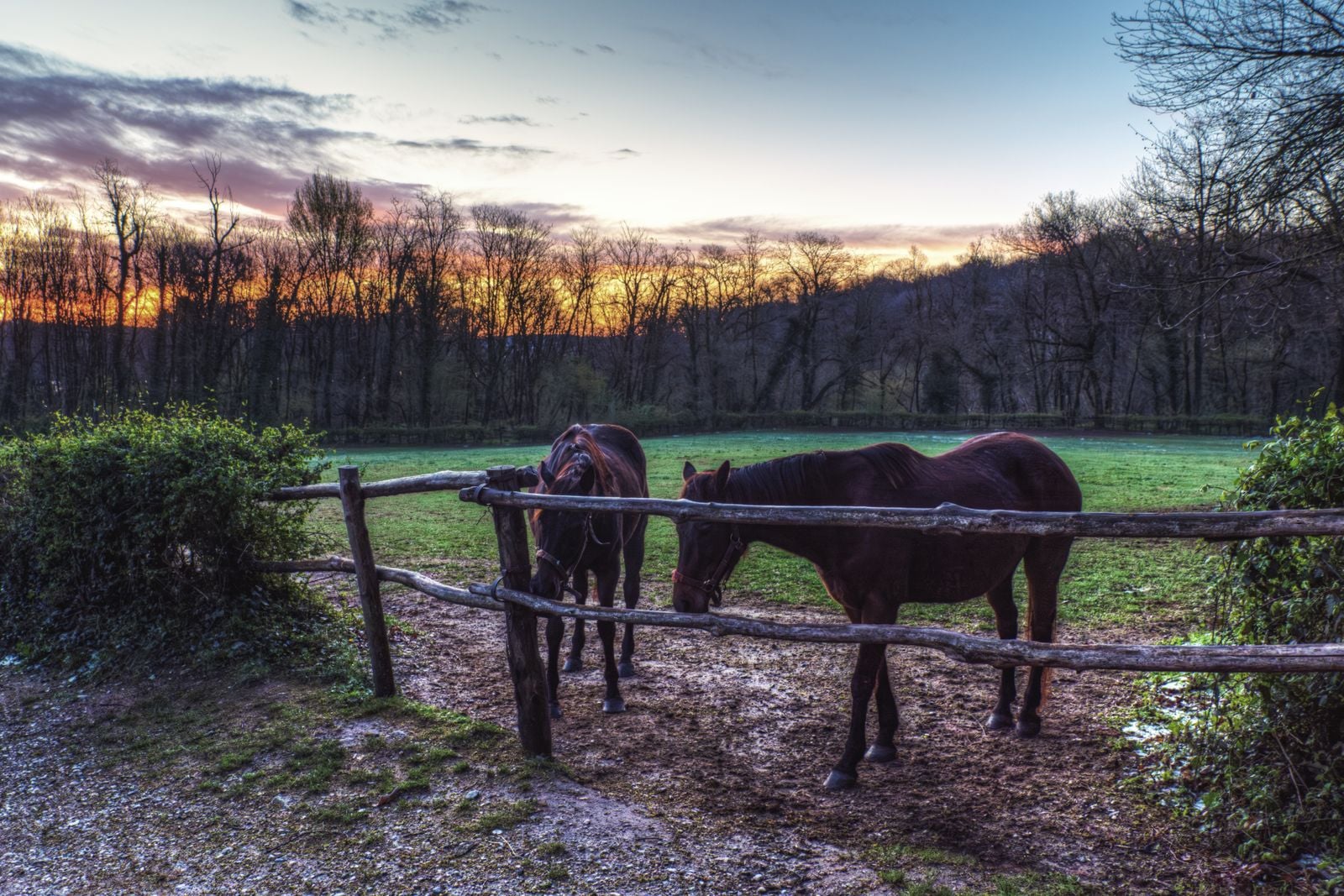 Horses grazing in a pasture at sunset