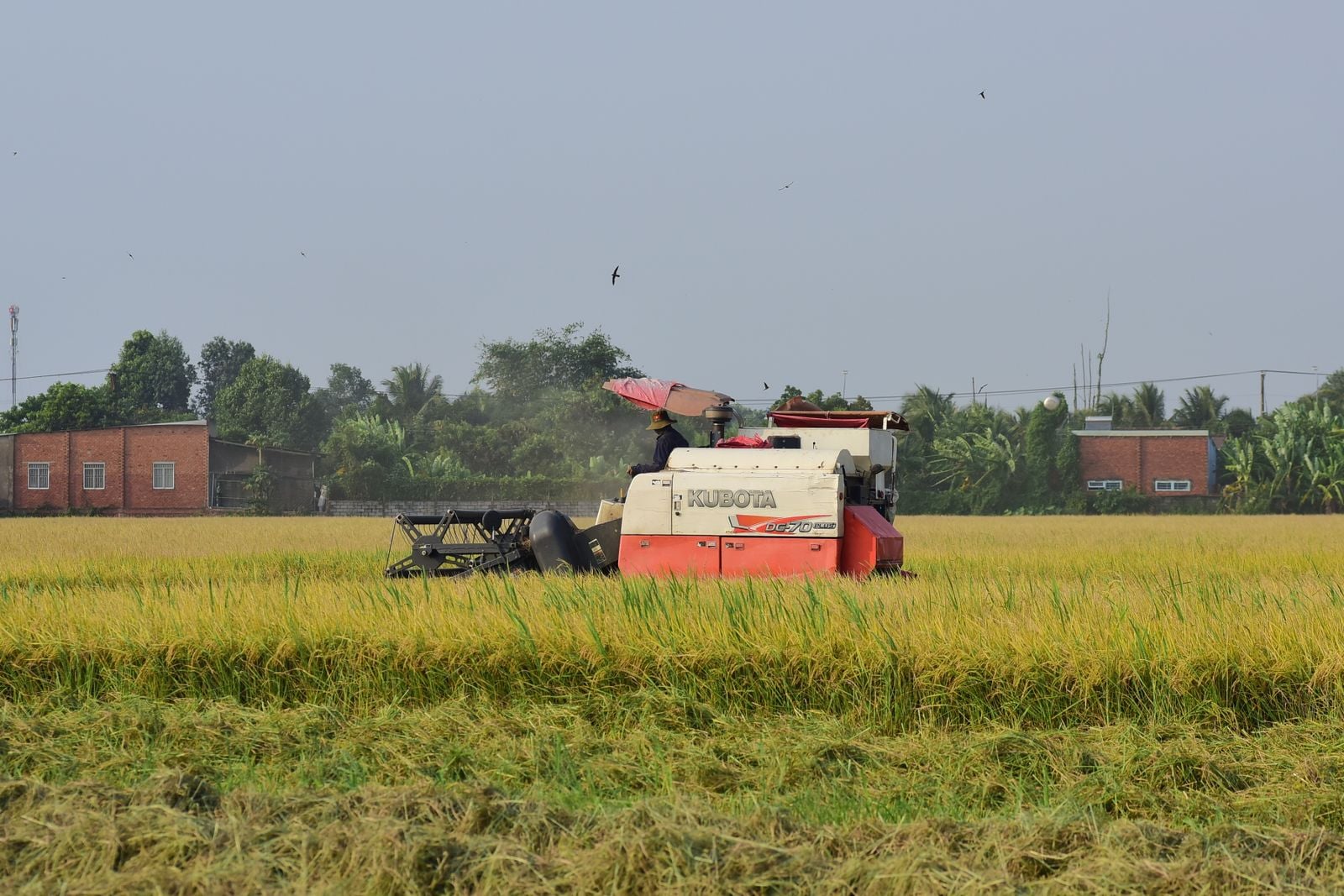 rice paddy workers