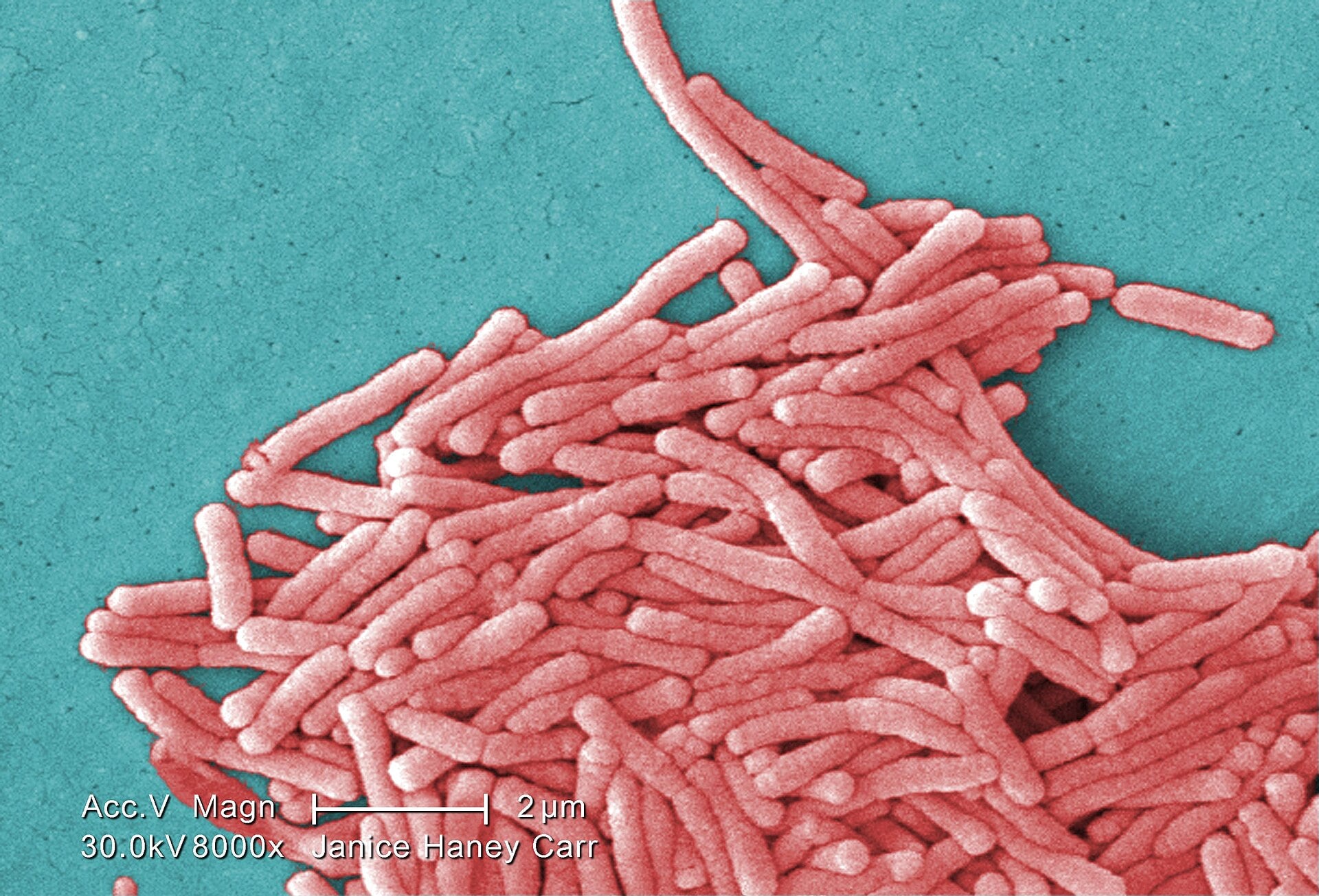 Colorized scanning electron micrograph of rod-shaped Legionella pneumophila bacteria